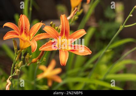 Nahaufnahme einer einzelnen blühenden orangefarbenen Tagesblume auf grünem Hintergrund Stockfoto