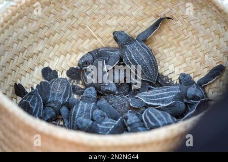 Die vom Aussterben bedrohten jungen Schildkröten ins Meer zu lassen. Wunderschöner Ventanilla Strand in Mexiko. Ökologisches und tierrettendes Konzept. Stockfoto