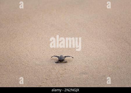 Die vom Aussterben bedrohten jungen Schildkröten ins Meer zu lassen. Wunderschöner Ventanilla Strand in Mexiko. Ökologisches und tierrettendes Konzept. Stockfoto