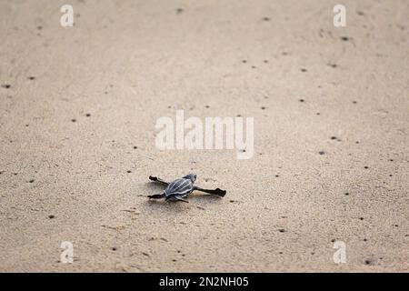 Die vom Aussterben bedrohten jungen Schildkröten ins Meer zu lassen. Wunderschöner Ventanilla Strand in Mexiko. Ökologisches und tierrettendes Konzept. Stockfoto