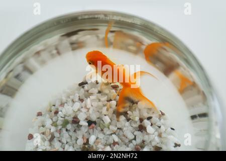 Wunderschöne, helle Goldfische im Aquarium, Nahaufnahme Stockfoto