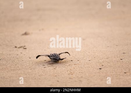 Die vom Aussterben bedrohten jungen Schildkröten ins Meer zu lassen. Wunderschöner Ventanilla Strand in Mexiko. Ökologisches und tierrettendes Konzept. Stockfoto