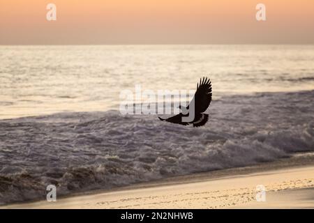 Die vom Aussterben bedrohten jungen Schildkröten ins Meer zu lassen. Wunderschöner Ventanilla Strand in Mexiko. Ökologisches und tierrettendes Konzept. Stockfoto