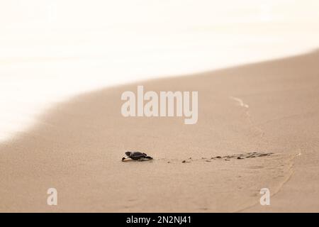 Die vom Aussterben bedrohten jungen Schildkröten ins Meer zu lassen. Wunderschöner Ventanilla Strand in Mexiko. Ökologisches und tierrettendes Konzept. Stockfoto