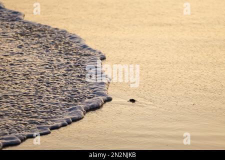 Die vom Aussterben bedrohten jungen Schildkröten ins Meer zu lassen. Wunderschöner Ventanilla Strand in Mexiko. Ökologisches und tierrettendes Konzept. Stockfoto