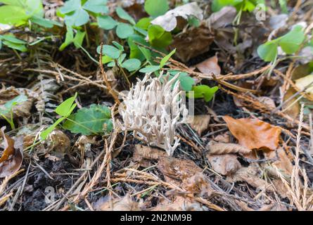 Upright Coral fungus, Ramaria stricta (Ramariaceae), der im Wald in Dinmore Herefordshire UK wächst. November 2021 Stockfoto