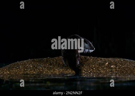 Adulter eurasischer Otter (Lutra lutra) out of water, Stamford Lincolnshire, Vereinigtes Königreich, Januar 2023. Stockfoto