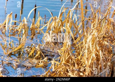 Ausgewachsener eurasischer Otter (Lutra lutra) im Schilf am Bodenham Lake Herefordshire UK, Januar 2023. Stockfoto