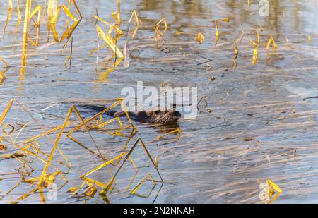 Ausgewachsener eurasischer Otter (Lutra lutra) im Schilf am Bodenham Lake Herefordshire UK, Januar 2023. Stockfoto