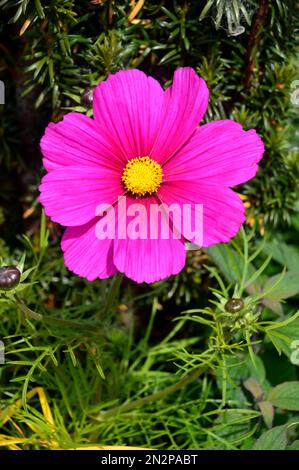 Single Pink Cosmos Bipinnatus (mexikanischer Aster) Flower, angebaut bei RHS Garden Harlow Carr, Harrogate, Yorkshire, England, Großbritannien Stockfoto