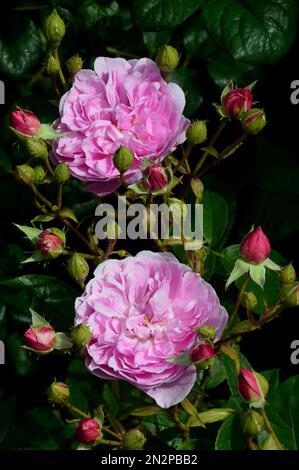 Pink Rosa „Harlow Carr“ (Aushouse) Double Rose Flower, die bei RHS Garden Harlow Carr, Harrogate, Yorkshire, England, Großbritannien, angebaut wird Stockfoto