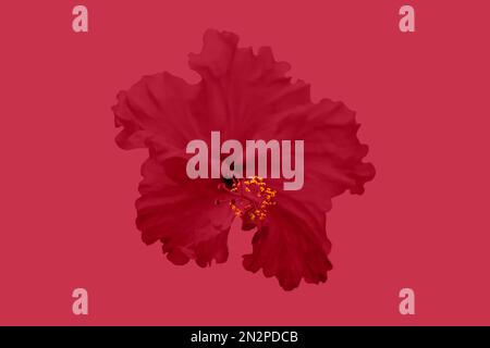 Einfarbige rote Blume mit gelbem Herzen auf rotem Hintergrund. Hintergründe zur Dekoration. Desktop-Hintergrundbild. Abstraktes Blumendesign in weichem Rot Stockfoto