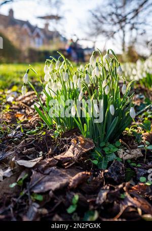 Brighton UK 7. Februar 2023 - Schneeglöckchen in voller Blüte an einem kalten, frostigen Morgen im Queens Park Brighton als eine weitere kalte Wetterwelle für Großbritannien in den nächsten Tagen vorhergesagt wird : Credit Simon Dack / Alamy Live News Stockfoto