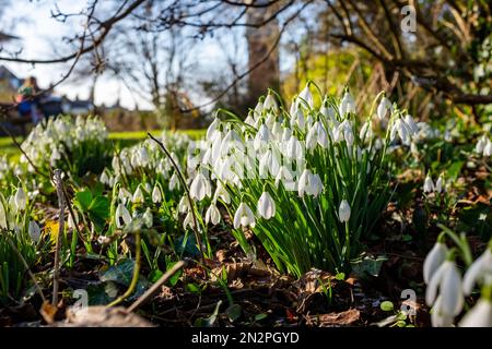 Brighton UK 7. Februar 2023 - Schneeglöckchen in voller Blüte an einem kalten, frostigen Morgen im Queens Park Brighton als eine weitere kalte Wetterwelle für Großbritannien in den nächsten Tagen vorhergesagt wird : Credit Simon Dack / Alamy Live News Stockfoto