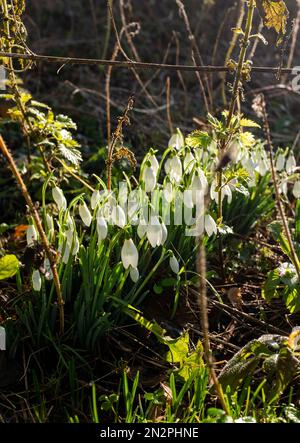 Brighton UK 7. Februar 2023 - Schneeglöckchen in voller Blüte an einem kalten, frostigen Morgen im Queens Park Brighton als eine weitere kalte Wetterwelle für Großbritannien in den nächsten Tagen vorhergesagt wird : Credit Simon Dack / Alamy Live News Stockfoto