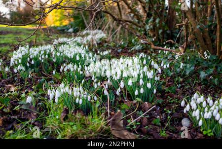 Brighton UK 7. Februar 2023 - Schneeglöckchen in voller Blüte an einem kalten, frostigen Morgen im Queens Park Brighton als eine weitere kalte Wetterwelle für Großbritannien in den nächsten Tagen vorhergesagt wird : Credit Simon Dack / Alamy Live News Stockfoto