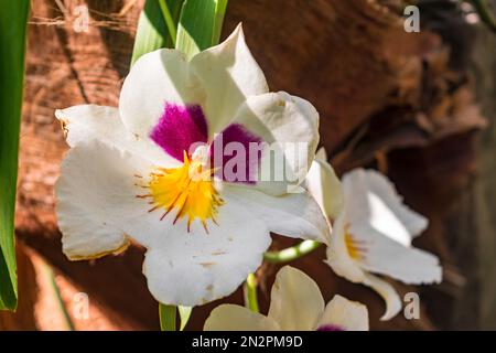 Weiße miltonia Orchidee blüht (weißer Sommer) mit dunklem Hintergrund Stockfoto