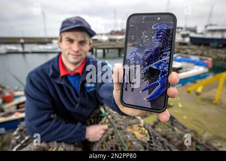 Stuart Brown, 28, aus Bangor, Co Down, Kapitän des Huntress Fischerboots für Seafresh, in Bangor Marina, Nordirland, zeigt auf einem Handy ein Bild eines seltenen blauen Hummers, den er letzten Freitag in einem seiner Hummertöpfe gefunden hat. Foto: Montag, 6. Februar 2023. Stockfoto