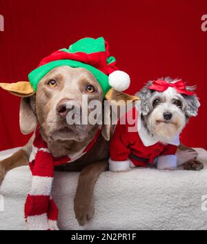 Silberner labrador Retriever und Havapoo, verkleidet als Weihnachtself und Weihnachtsmann Stockfoto