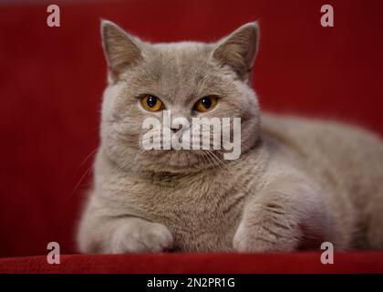 Nahaufnahme einer grauen Katze auf einem roten Stuhl Stockfoto