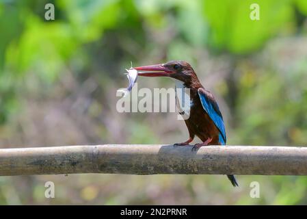 Ein kehlender Königsfischer auf einem Zweig, der einen Fisch in seinem Schnabel hält, Indonesien Stockfoto