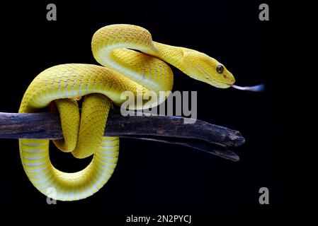 Nahaufnahme einer gelben Weißlippenviper auf einem Ast, Indonesien Stockfoto