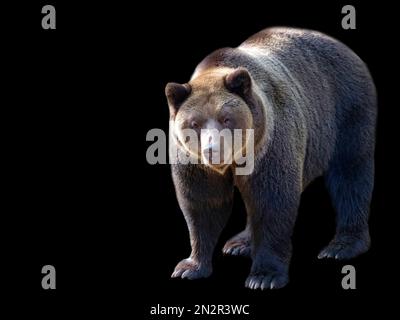 Braunbär auf schwarzem Hintergrund Stockfoto