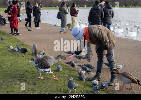 Fütterung von Vögeln und Wildvögeln am runden Teich in Kensington Gardens, London, England, Großbritannien, Europa Stockfoto