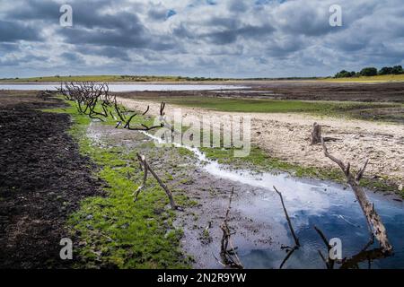 Die Überreste einer alten toten Hecke wurden an einer zurückgehenden Küste freigelegt, die durch fallende Wasserstände infolge der schweren Dürrebedingungen in Colliford La verursacht wurde Stockfoto