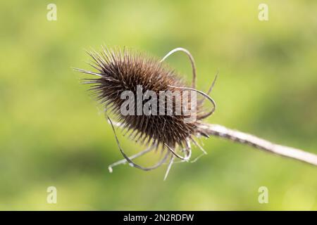 Wild Teasel, Dipsacus fullonum, brauner Samenkopf im Winter, Blandford, Dorset, England Stockfoto