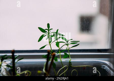 Rosmarinsprossen in einem Topf, der zu Hause auf dem Fenster steht. Junge grüne Setzlinge von Rosmarin. Kräuter zu Hause am Fenster wachsen lassen. Microgreens Stockfoto