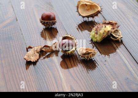 Kastanien und Herbstblätter auf nassem Holzhintergrund mit Kopierraum Stockfoto