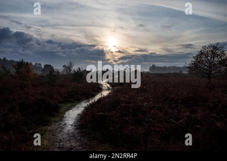 Öffentlichen Fußweg Sutton Heide Suffolk England Stockfoto