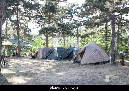 Touristisches Camp mit Zelten im Sommerwald Stockfoto