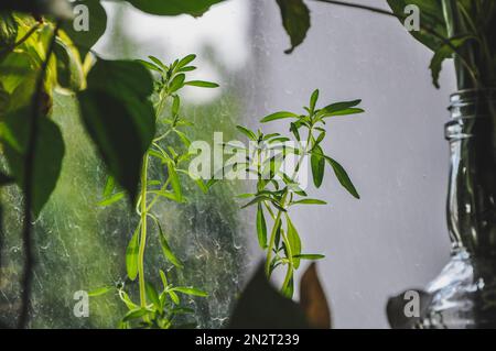 Rosmarinsprossen in einem Topf, der zu Hause auf dem Fenster steht. Junge grüne Setzlinge von Rosmarin. Kräuter zu Hause am Fenster wachsen lassen. Microgreens Stockfoto