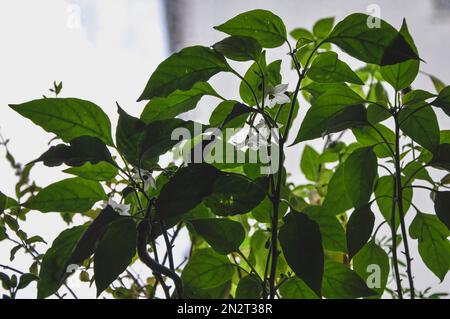 Junge Pfefferkeimlinge, Paprika und Blüten in Behältern auf Fensterbank. Gemüse anbauen, Pfeffersprossen aus den Samen zu Hause. Ökologischer Landbau Stockfoto