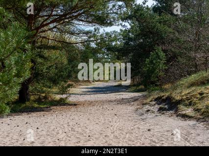 Wald- Und Wandergebiet In Der Nähe Von Göhren, Insel Rügen, Mecklenburg-Vorpommern, Deutschland Stockfoto