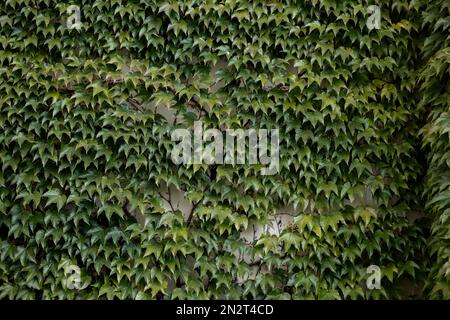 Die Wand ist mit dunkelgrünen Blättern wilder Trauben bedeckt. Stockfoto