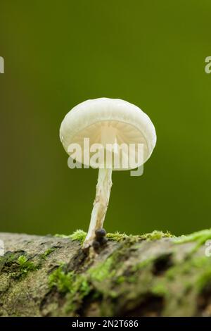 Porzellanpilz (Oudemansiella mucida), der auf einem verrottenden Ast in einem Waldgebiet in den Mendip Hills, Somerset, England, wächst. Stockfoto