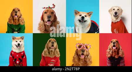 Süße Hunde in Weihnachtspullover, Stirnband und Partybrille auf farbigem Hintergrund. Bannerdesign Stockfoto