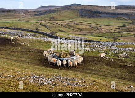 Bergschafe, die im Winter auf den Feldern Heu fressen, Crummackdale, Austwick, Yorkshire Dales National Park, Großbritannien. Pen-y-gent ist am Horizont zu sehen. Stockfoto