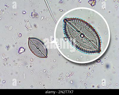 Kieselalgen, Algen unter mikroskopischer Sicht, Phytoplankton, Fossilien, Kieselsäure, goldgelbe Algen Stockfoto