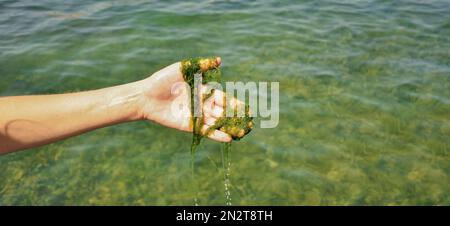 Globale Verschmutzung von Umwelt und Wasserkörpern. Eine Frau sammelt Proben zur Analyse. Wasserblüte, Reproduktion von Phytoplankton, Algen in der Stockfoto