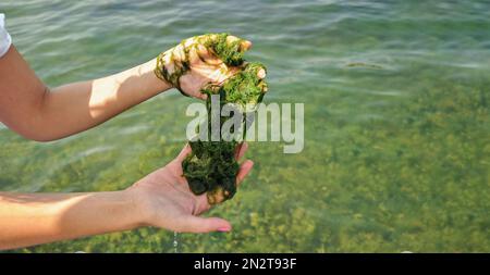 Globale Verschmutzung von Umwelt und Wasserkörpern. Eine Frau sammelt Proben zur Analyse. Wasserblüte, Reproduktion von Phytoplankton, Algen in der Stockfoto