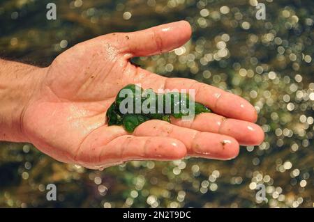 Globale Verschmutzung von Umwelt und Wasserkörpern. Ein Mann sammelt Proben zur Analyse. Wasserblüte, Reproduktion von Phytoplankton, Algen in der La Stockfoto