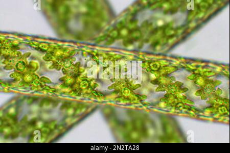 Spirogyra sp. Grünalgen unter mikroskopischer Sicht - Chlorophyta, Grünalgen Stockfoto