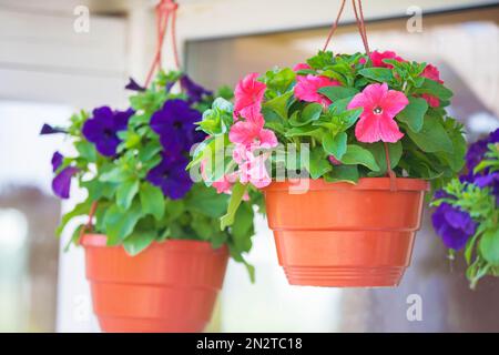 Mehrfarbige urbane Petunienblumen in Hängetöpfen. Stockfoto