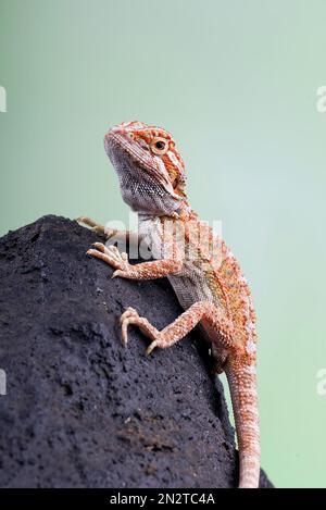 Nahaufnahme eines bärtigen Babydrachen auf einem Felsen, Indonesien Stockfoto
