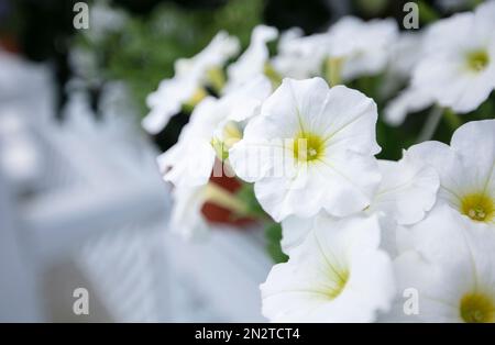 Große weiße urbane Petunien-Blumen. Stockfoto