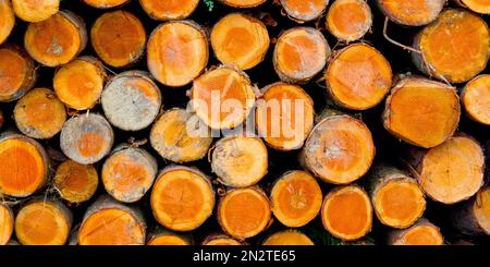 Gefällte Bäume Trunks, Hayedo de Otzarreta, Otzarreta Buchenwald, Gorbeia Naturpark, Bizkaia, Baskenland, Spanien, Europa Stockfoto